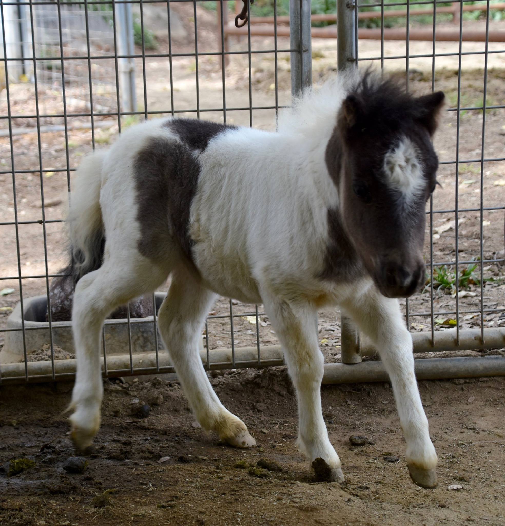 Miniature Horse